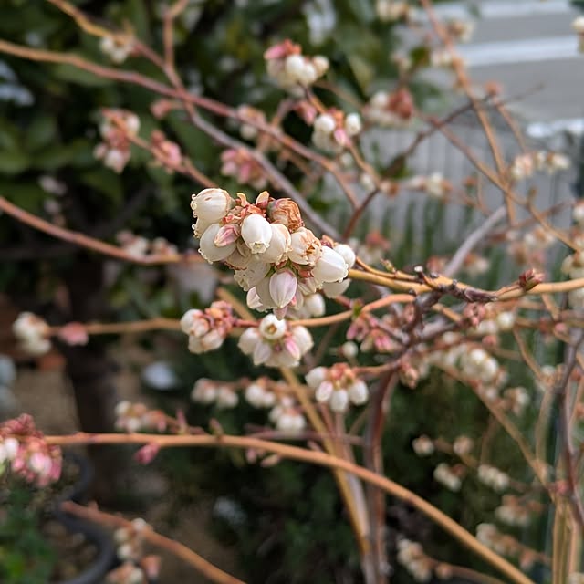 naoさんの実例写真