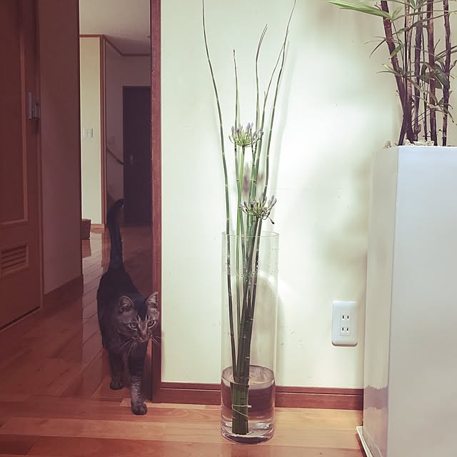 noraさんの実例写真