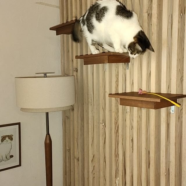 nehimosyukaさんの部屋