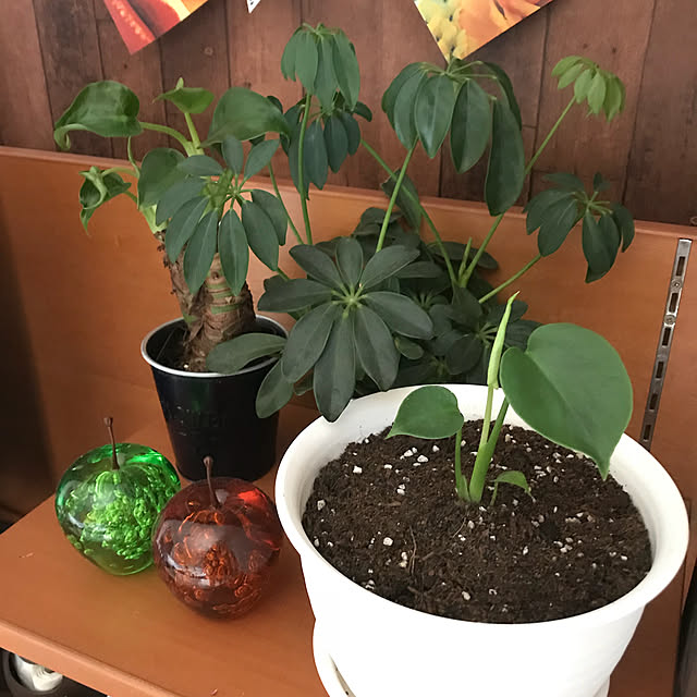 tanabata213さんの実例写真