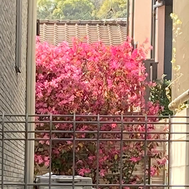Ruriさんの実例写真