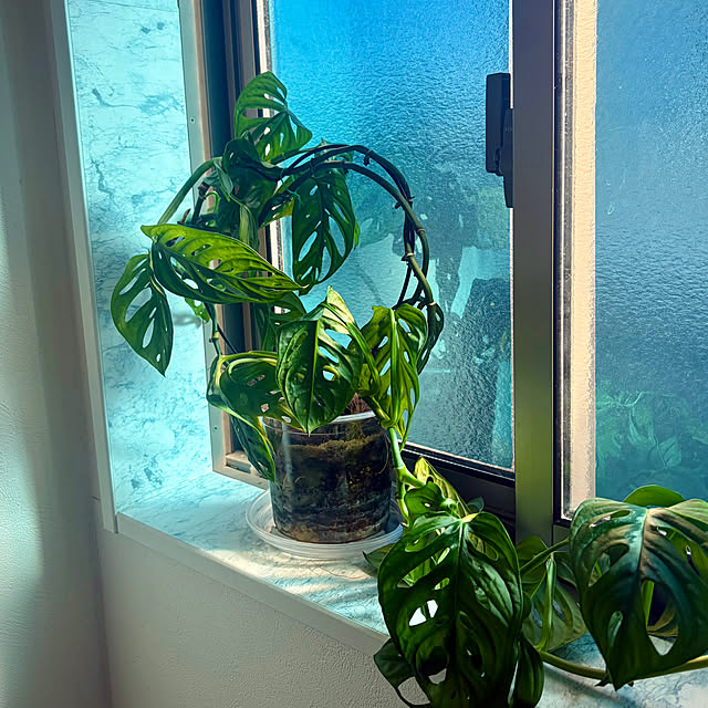 MOMOMAMAさんのお部屋の写真