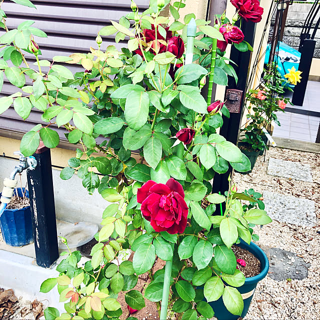 Yukinekoさんの実例写真