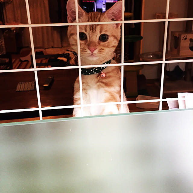 tekokaasanさんの実例写真