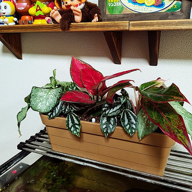 umeboshicyanさんの部屋