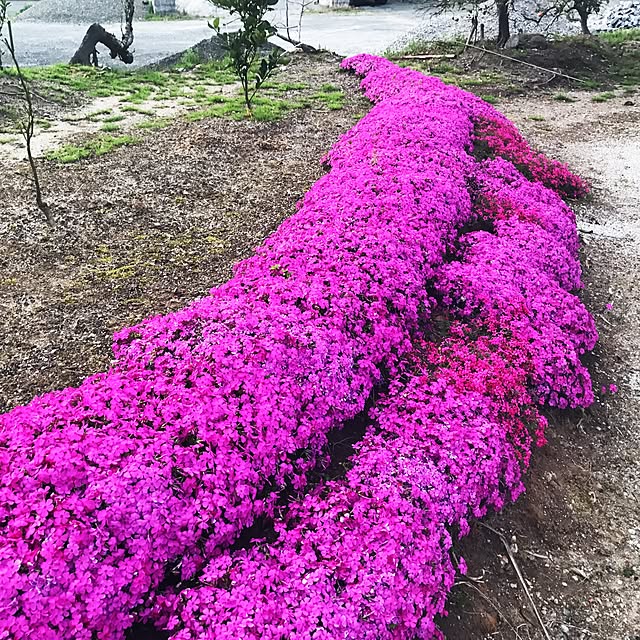 Kiyomiさんの実例写真