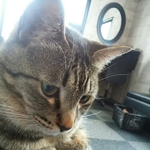 nenekoさんの実例写真