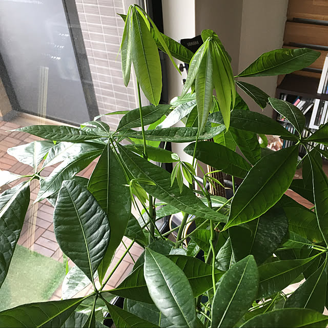 rinsg320さんの実例写真