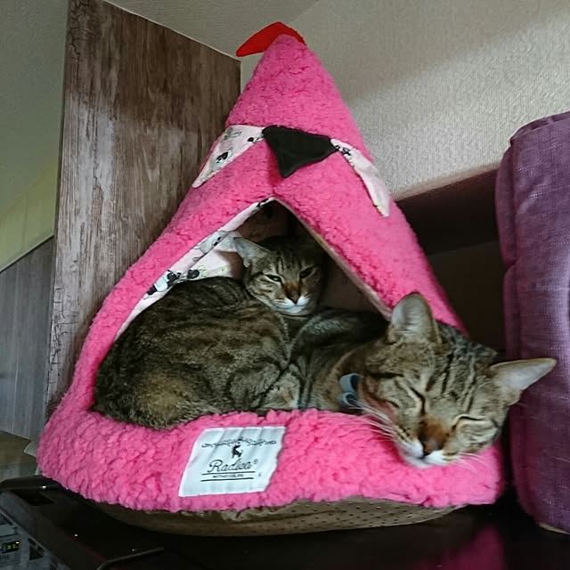 poniさんの実例写真