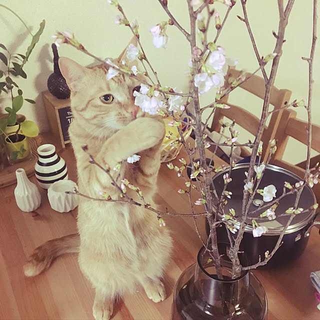 anzyさんの実例写真
