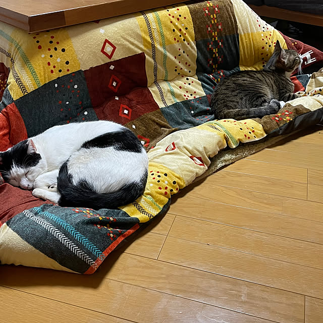 nobikoさんの部屋