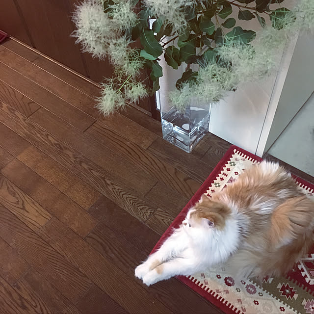 Ray.mさんの実例写真
