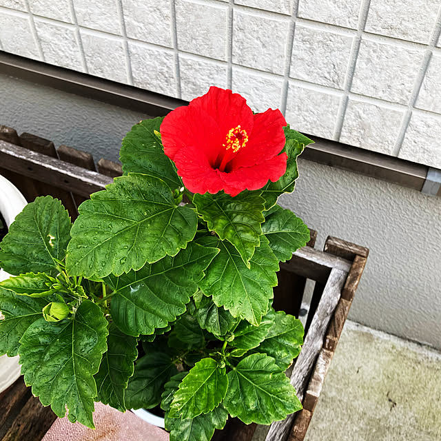 minminさんの実例写真