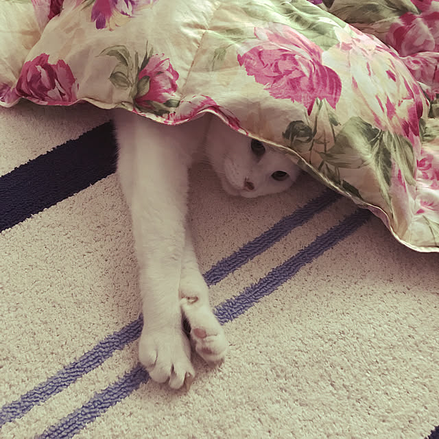 coedodecoさんの実例写真