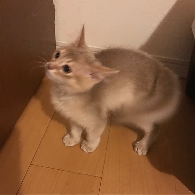 mi-mi-373さんの実例写真