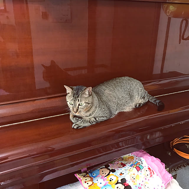 pepeさんの実例写真