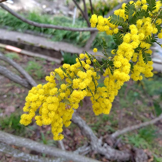 hirowabuta17さんの部屋