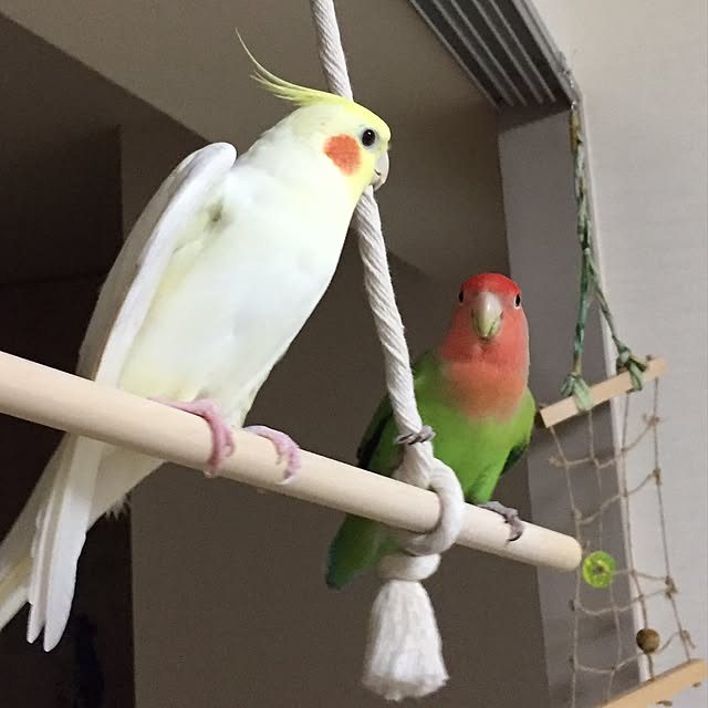 toratanさんの実例写真