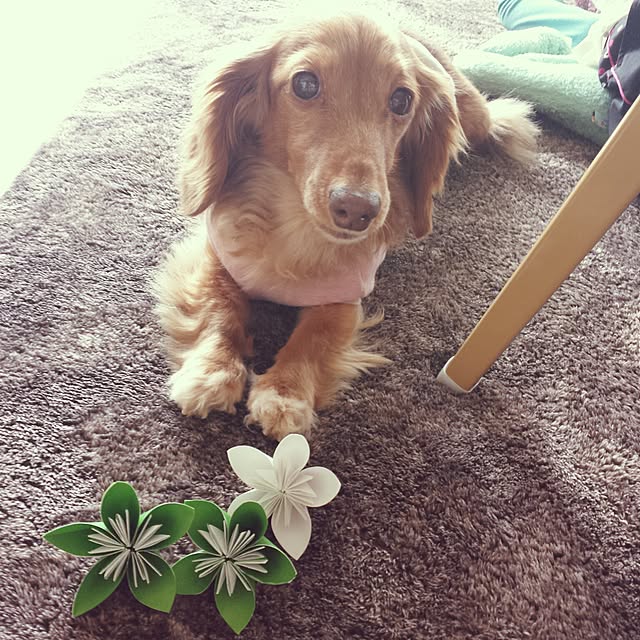 sumireさんの実例写真