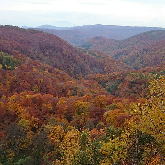 totoraさんの実例写真