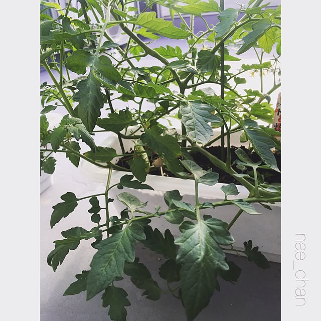 nae_chanさんの実例写真
