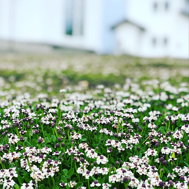 irishomeさんの実例写真