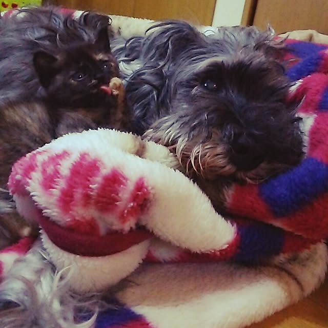 mcomcoさんの実例写真