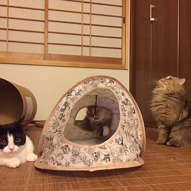 butachanさんの実例写真