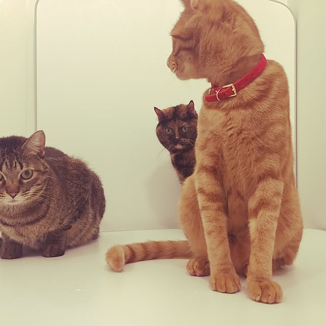 yufullfullさんの実例写真