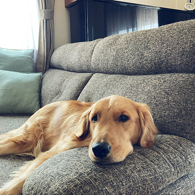 Royさんの実例写真