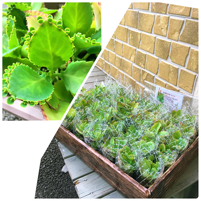 cactus0610さんの実例写真