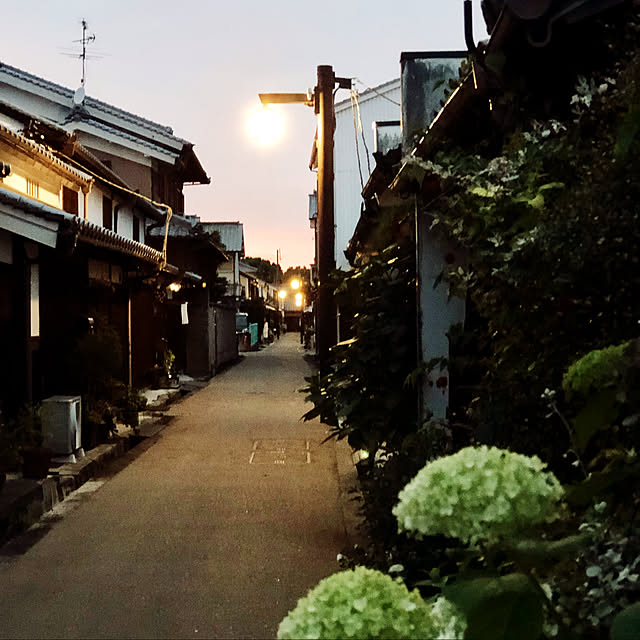 植物のある暮らし/壁/天井のインテリア実例 - 2021-06-06 00:05:22