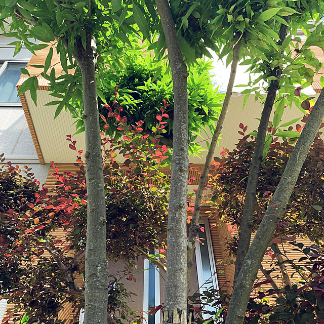 yukarin-gardenさんの実例写真