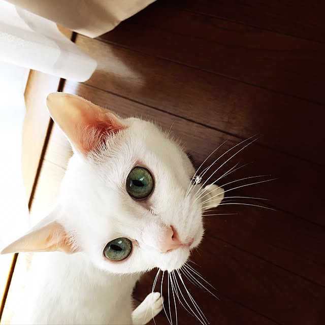 siroさんの実例写真