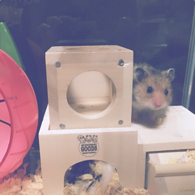 M-kaさんの実例写真