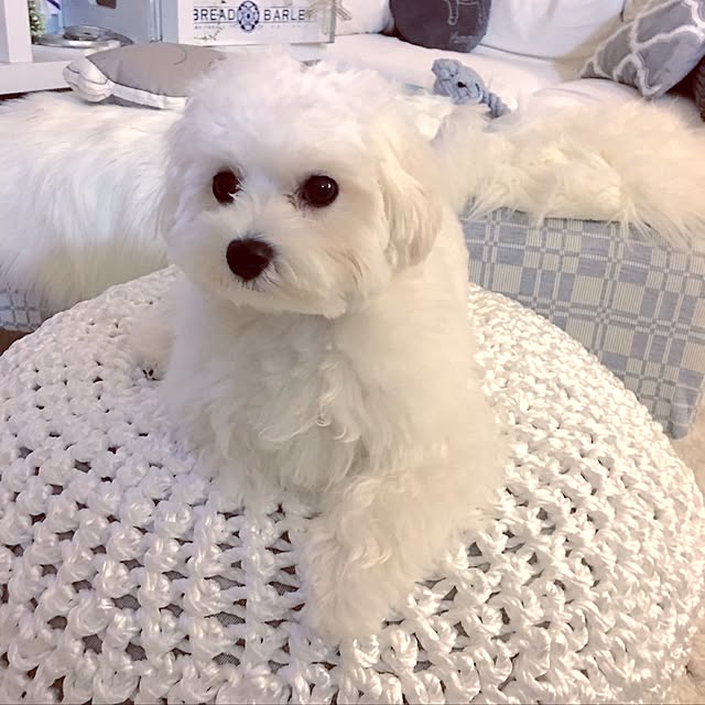 Mopmamaさんの実例写真