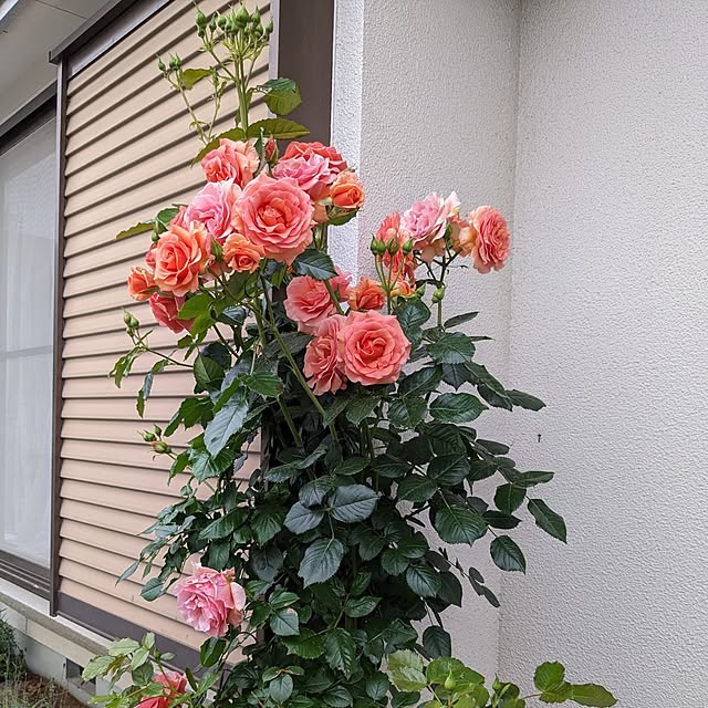 hiroさんの実例写真