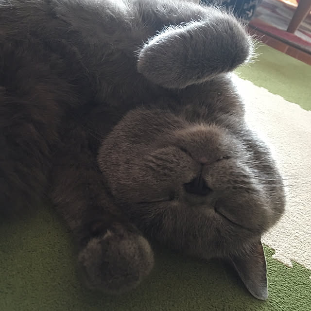 ikettenさんの実例写真