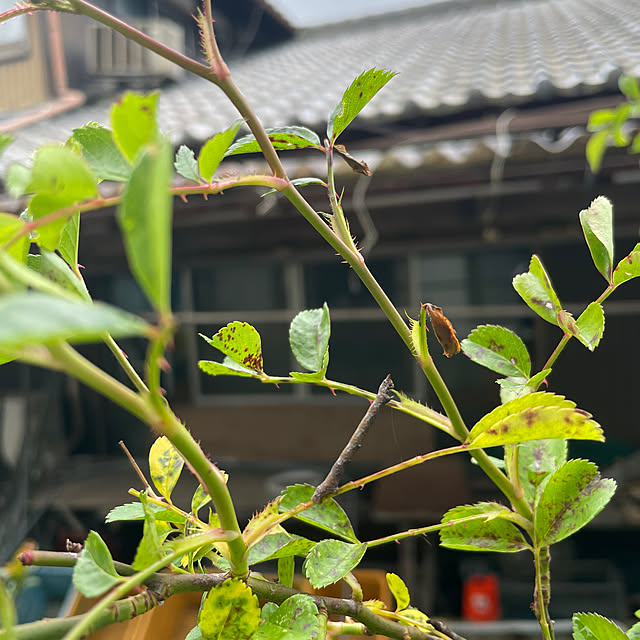 Sugarさんの部屋