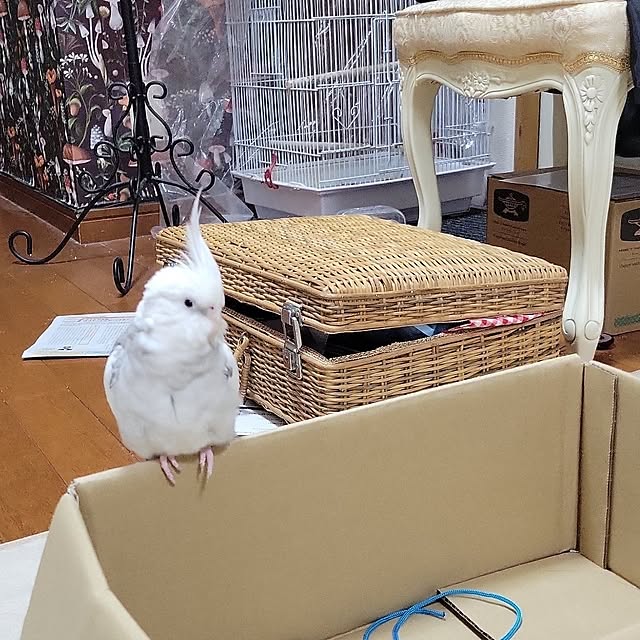 ANTENNAさんの実例写真