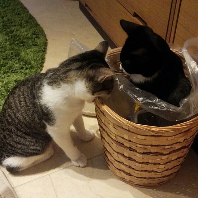 Gomaさんの実例写真