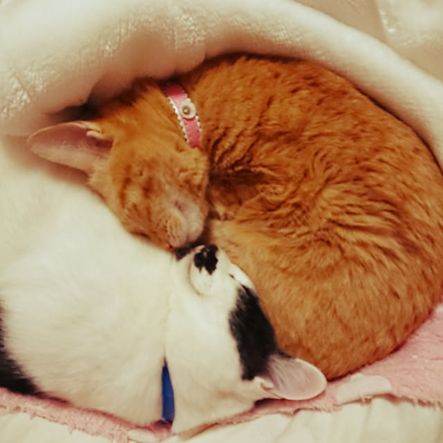 asuminさんの実例写真
