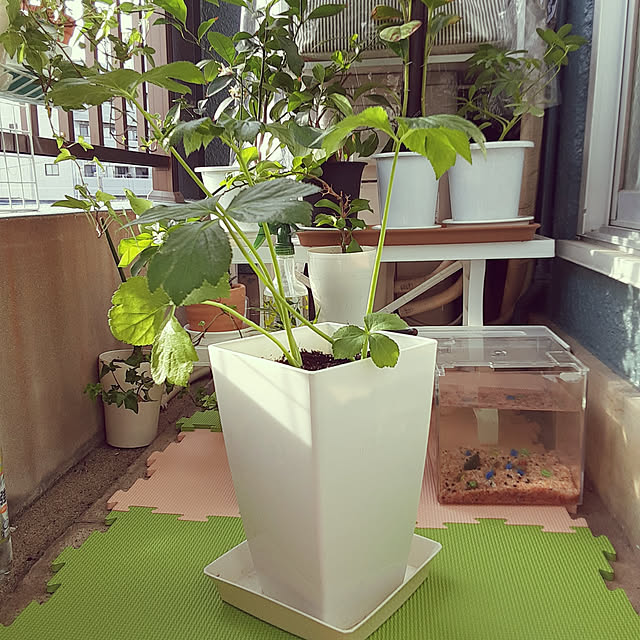 sueponさんの実例写真