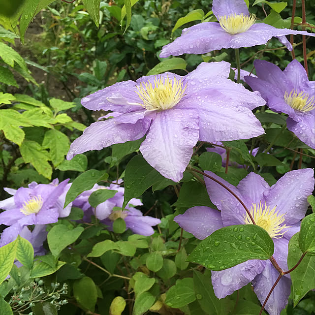 Ryokoさんの実例写真