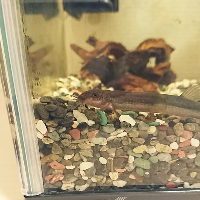 AZさんの実例写真