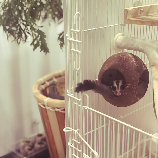 puruさんの実例写真