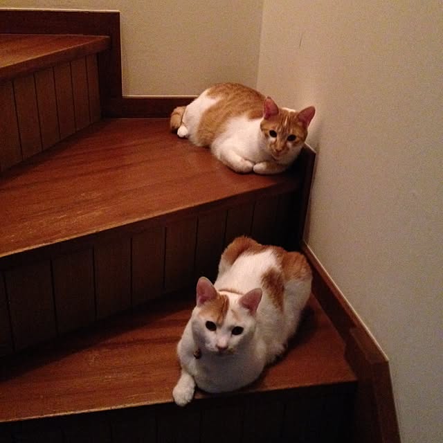 korinさんの実例写真