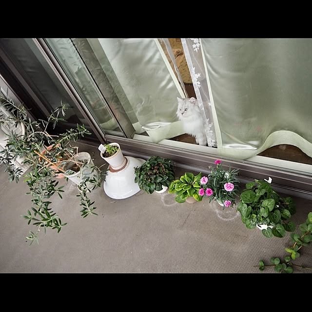 miravivianさんの実例写真