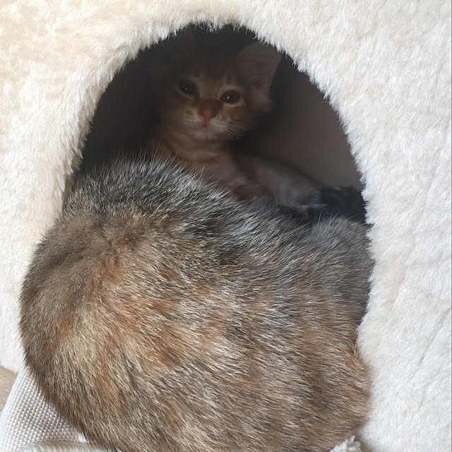 pumehanaさんの実例写真