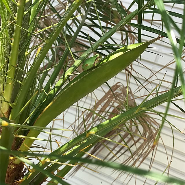 Cocoaさんの実例写真